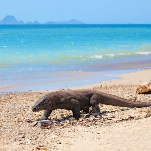 Komodo Dragon walking at the beach on Komodo Island