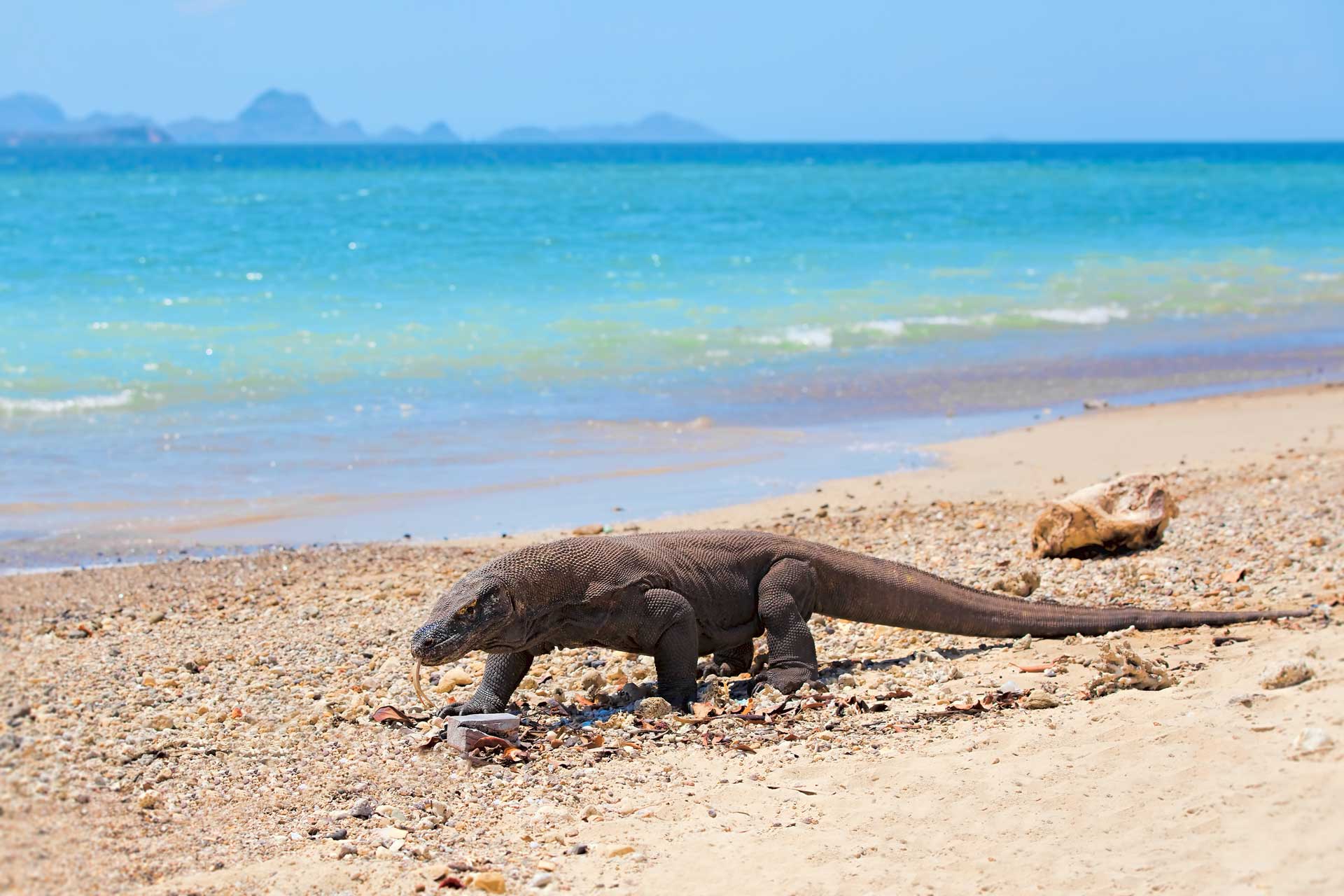 Komodo Dragon walking at the beach on Komodo Island