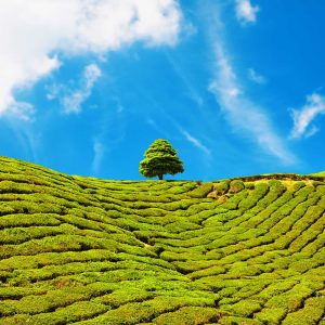 beautiful landscape of tea plantation in Cameron Highlands, Malaysia