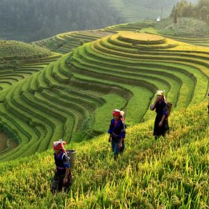 Rice fields on terraces in the sun at MuCangChai, Vietnam. Rice fields prepare the harvest at Northwest Vietnam
