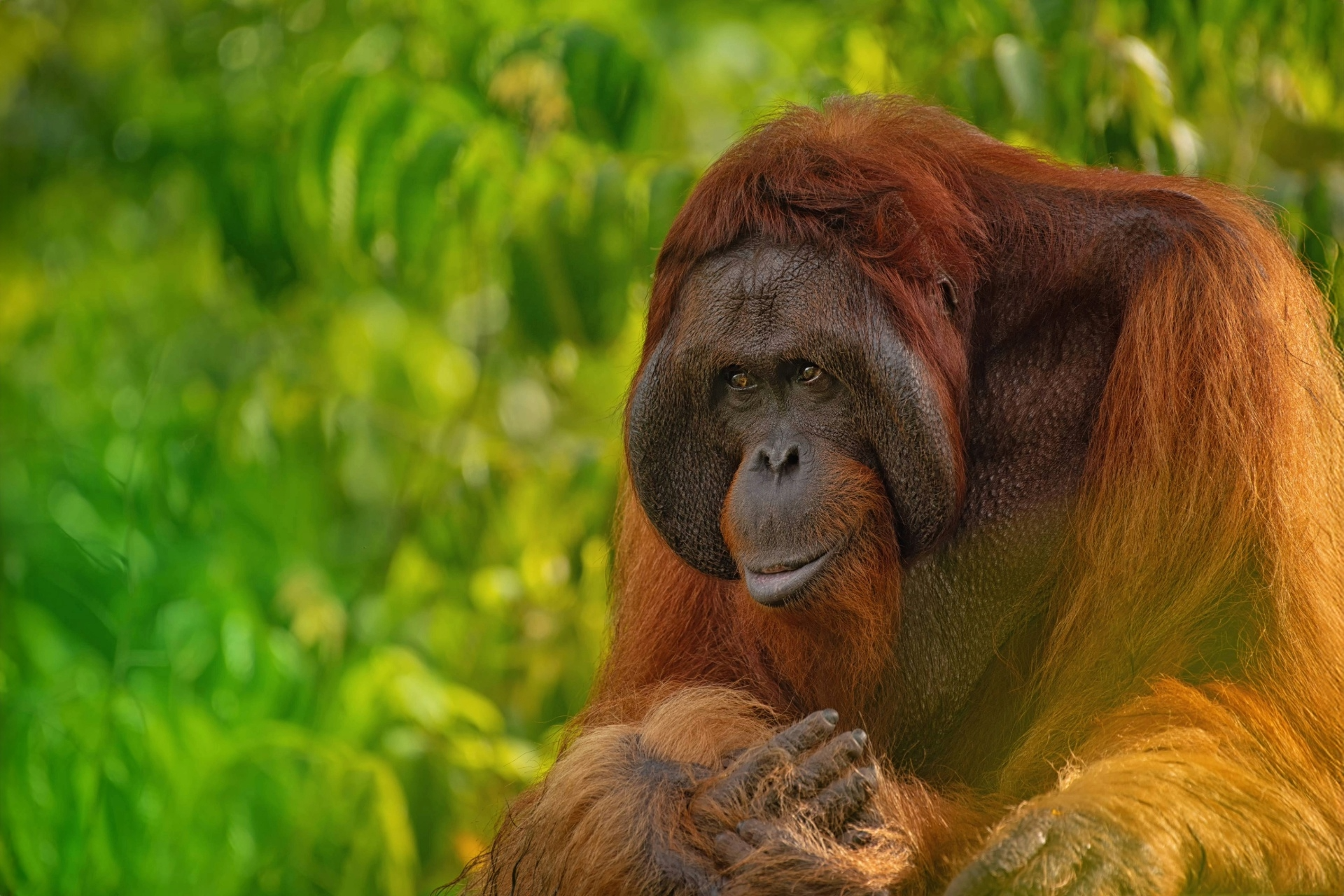 Wonders of North Sumatra